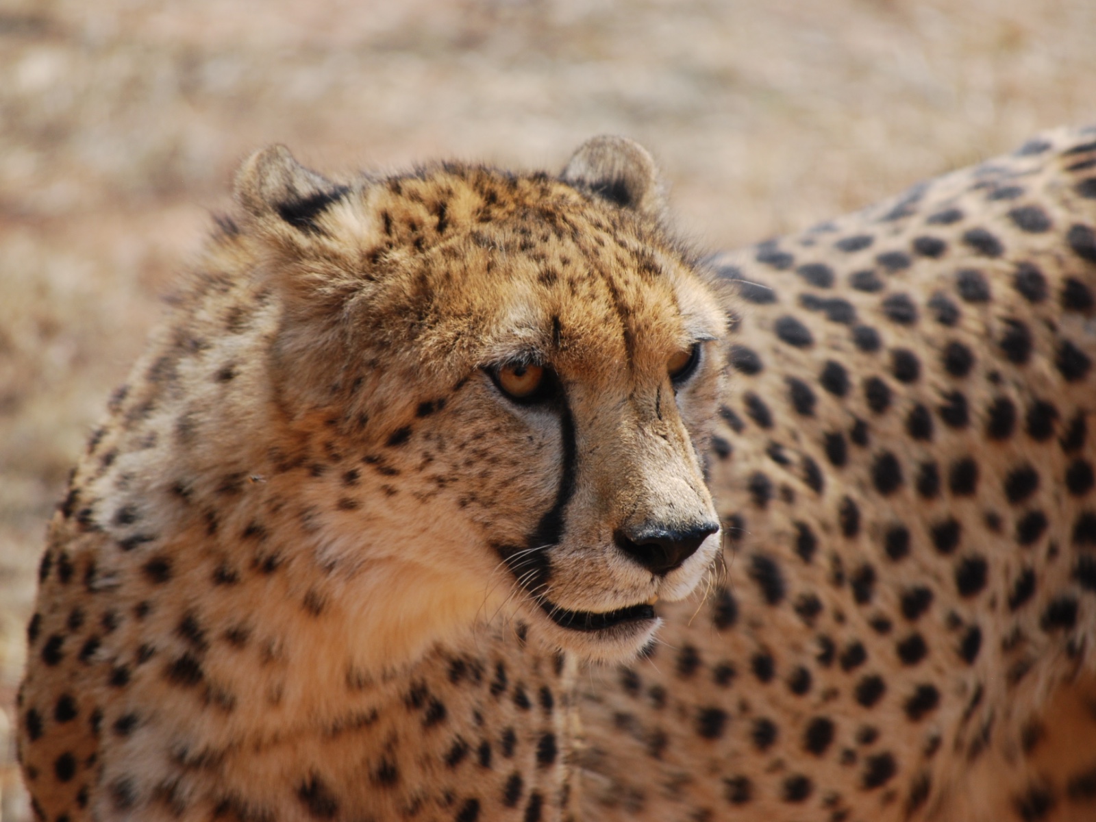 A cheetah standing in dry grass, looking to one side.