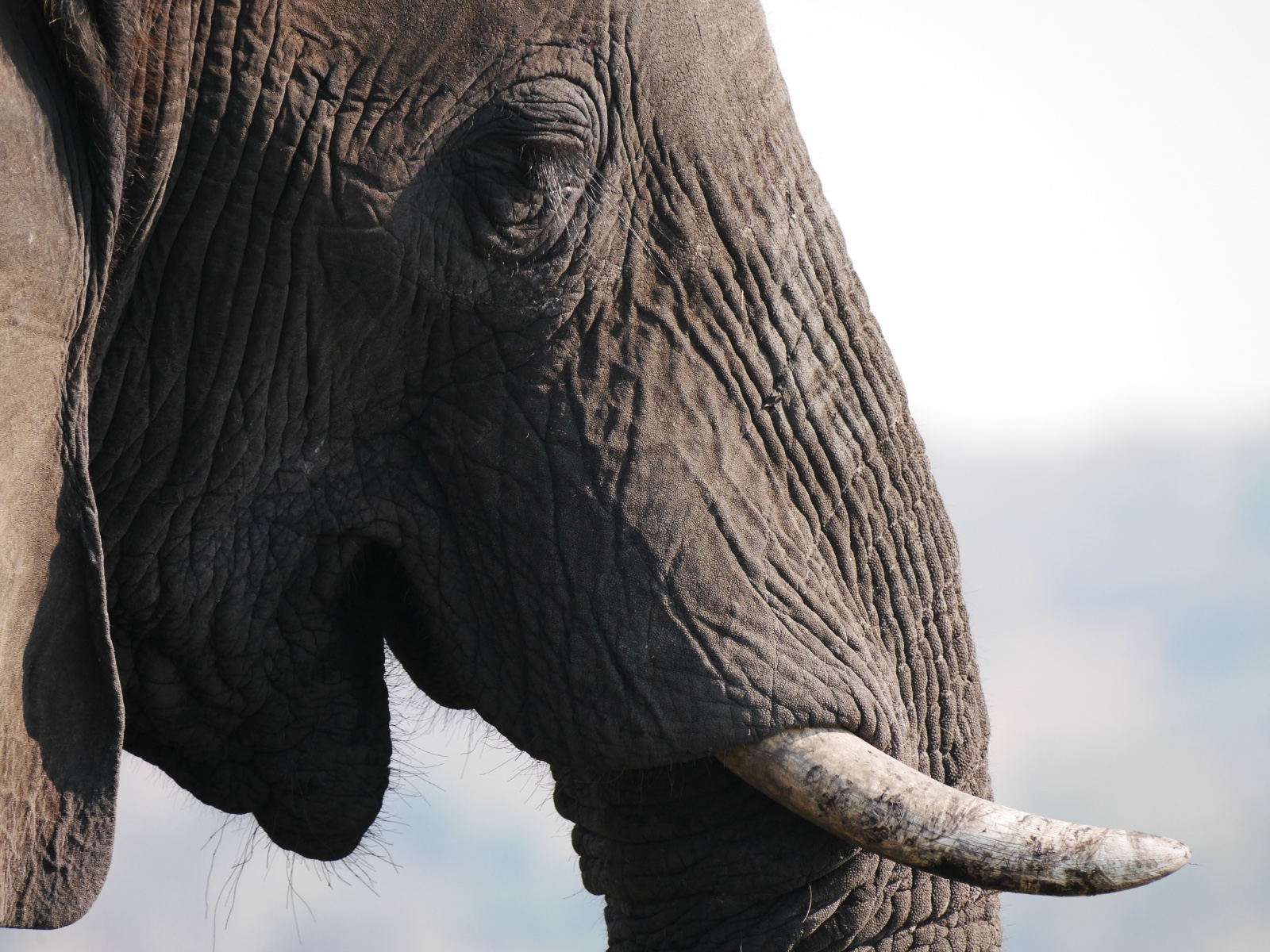 Close portrait of an African elephant's head in profile, one tusk visible.