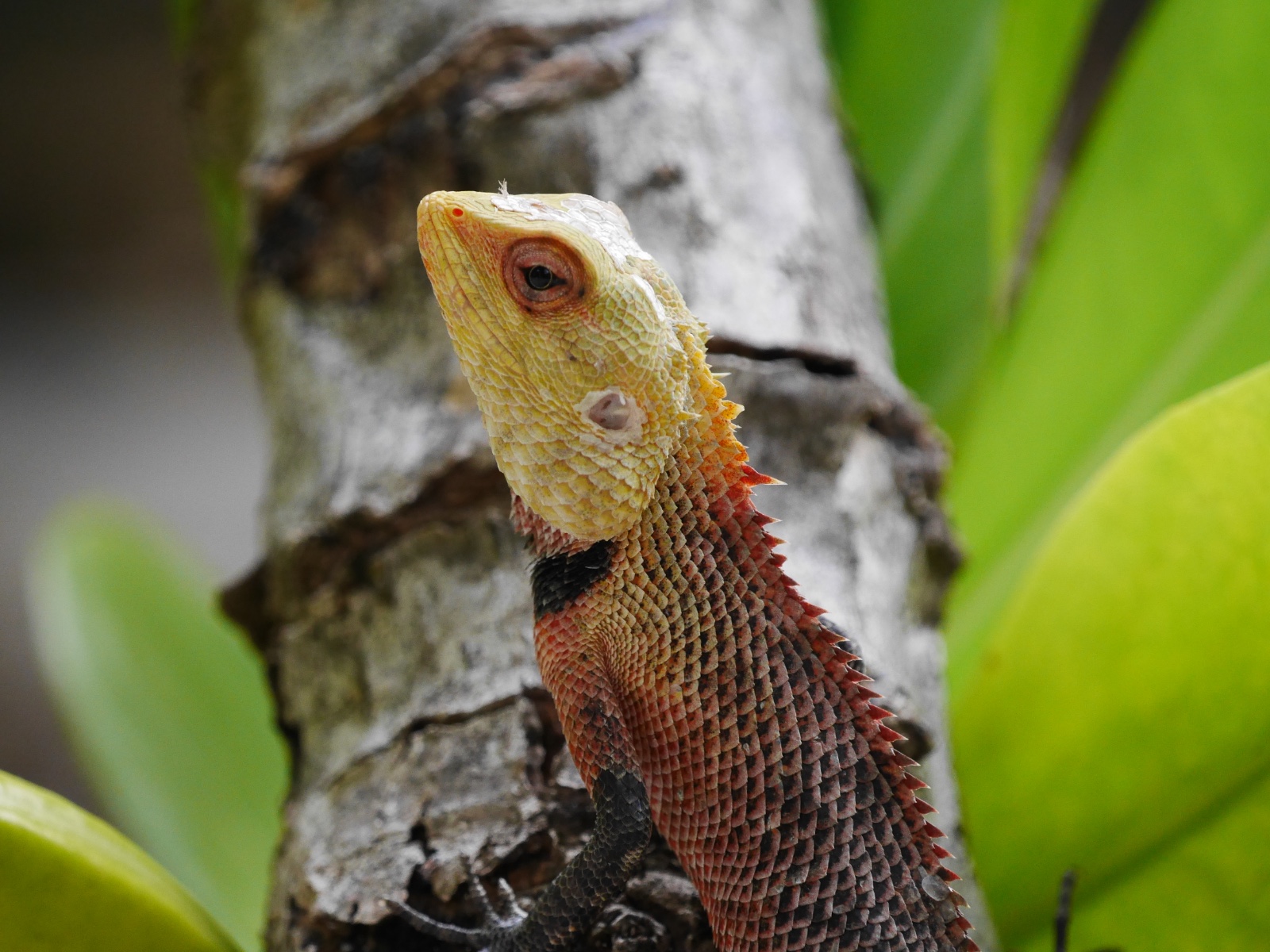 A changeable lizard in breeding colours, clinging to a tree trunk.