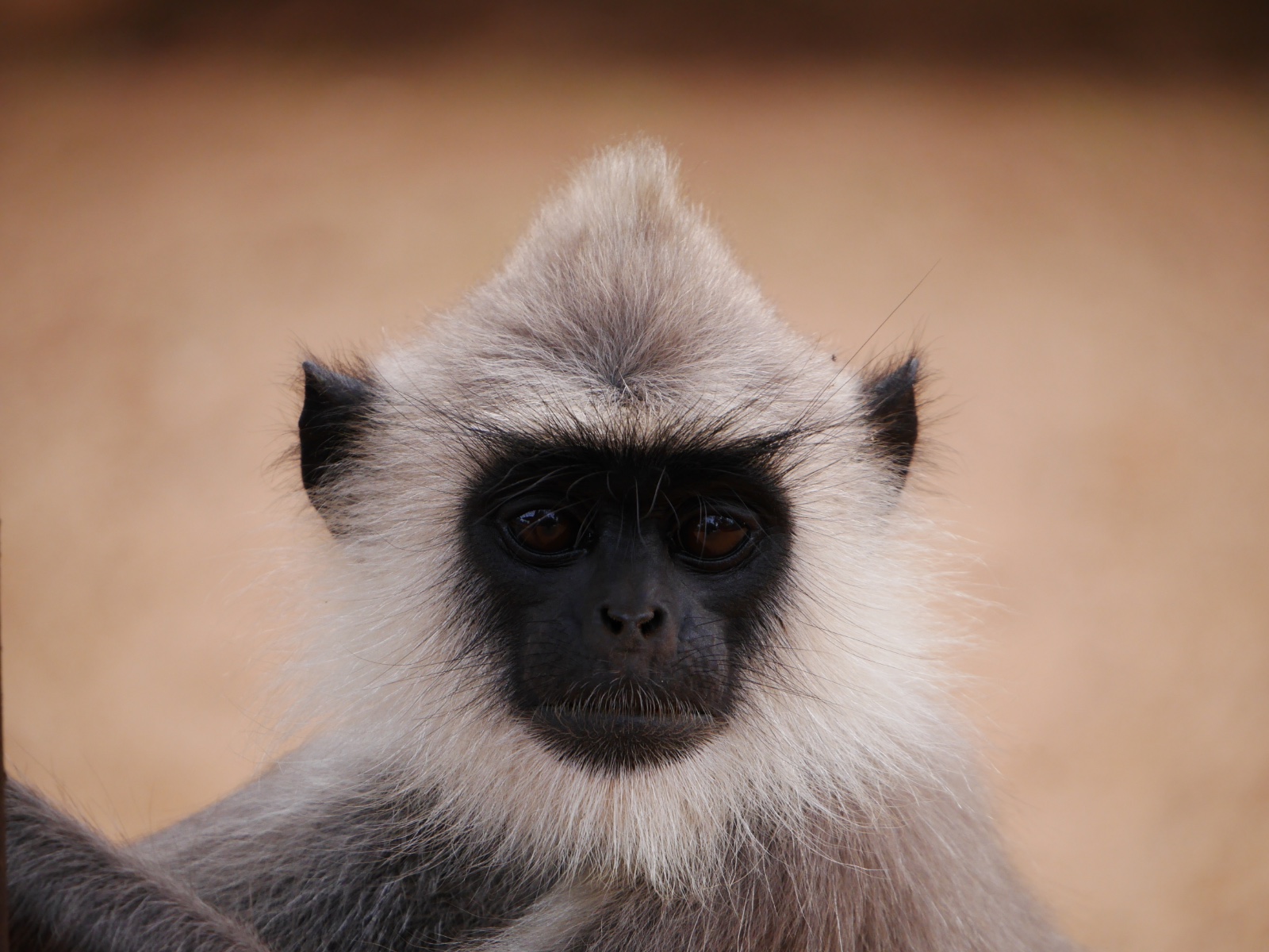 Portrait of a tufted grey langur with a black face and pale fur.