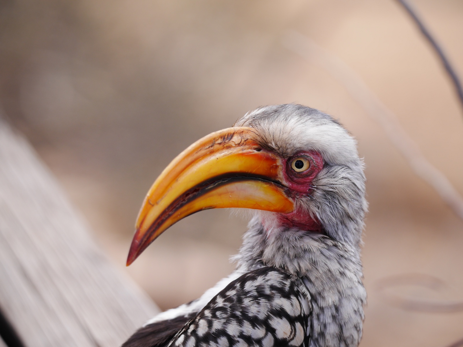 A southern yellow-billed hornbill in profile, showing its large yellow bill.