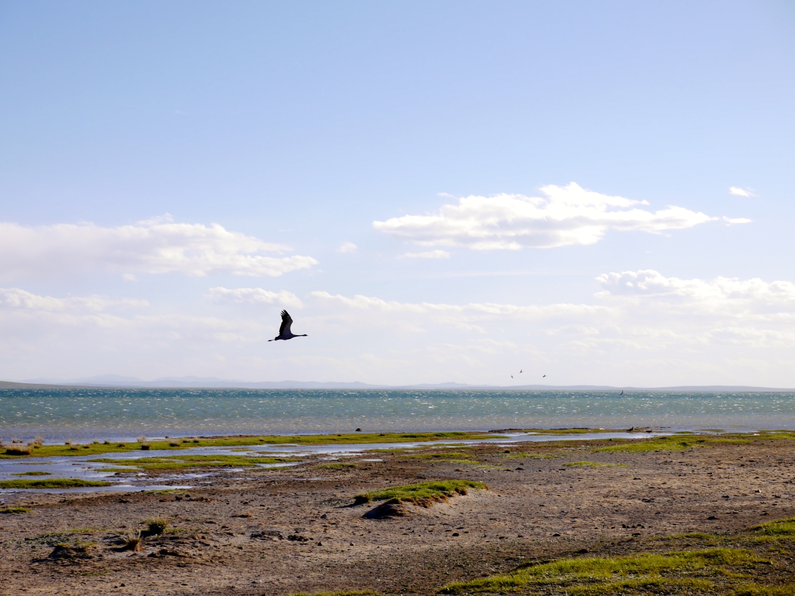 A single bird in flight over a wide steppe lake under a broad sky.